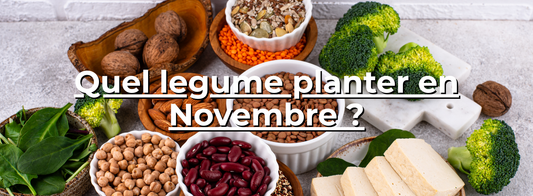 Quel legume planter en Novembre​ ?